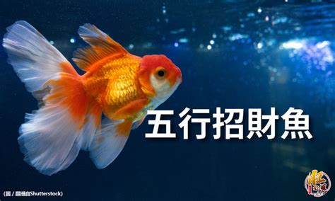 什麼魚招財